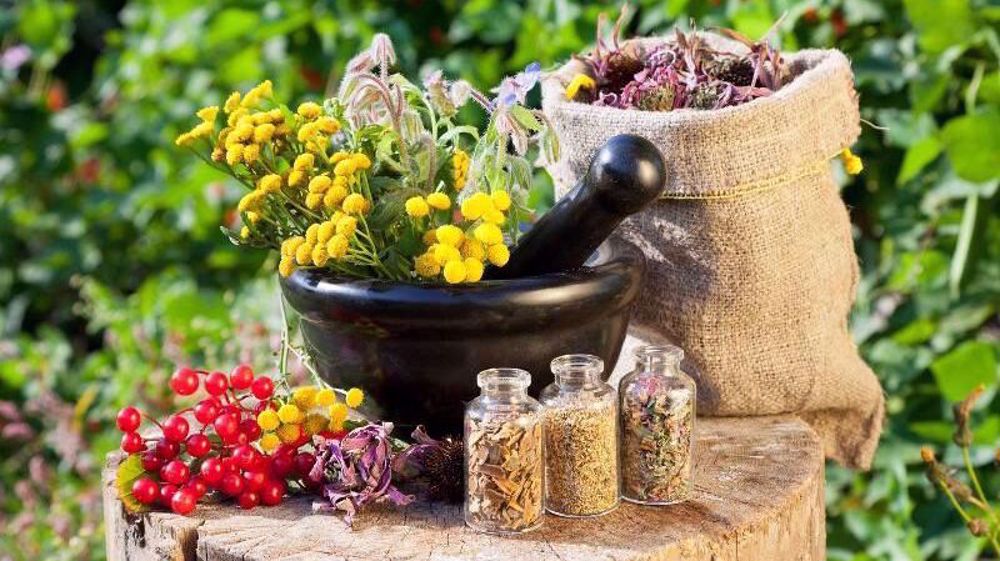 Medicinal plants hold key to Iran’s drought-resistant revenue