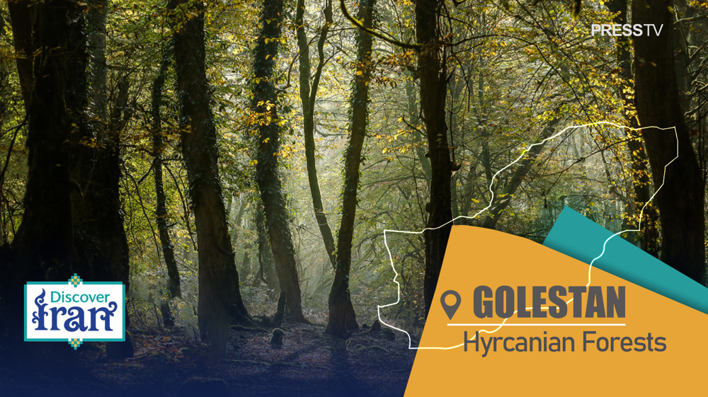 Discover Iran: UNESCO-listed Hyrcanian forests of Golestan, a verdant jewel of northern Iran