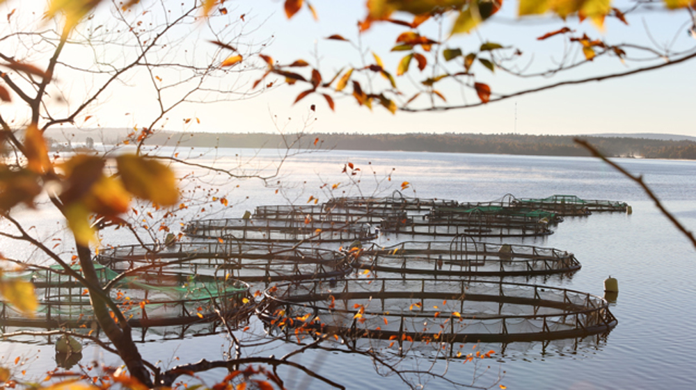 Turning tide with technology to transform Iran’s aquaculture
