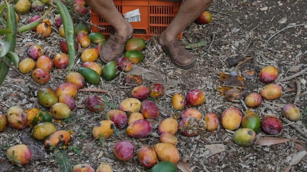 Israeli agricultural exports face looming 'collapse' amid boycotts over Gaza genocide
