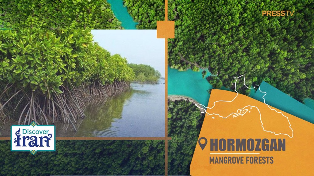 mangrove-forests-hormozgan