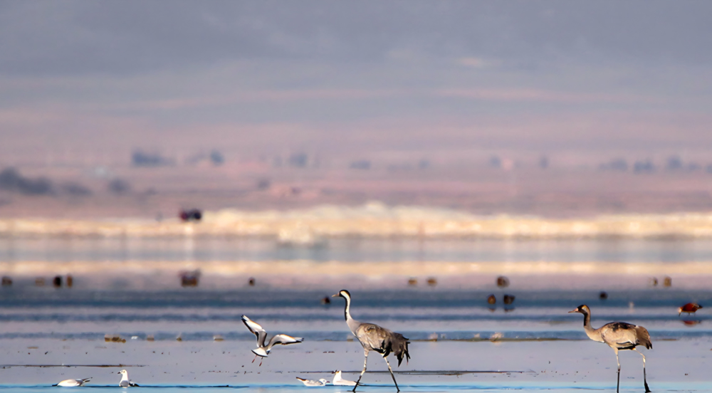 Miqan wetland nominated for Ramsar listing amid ecological recovery