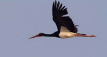 First black stork spotted in Western Iran’s Zaribar Wetland, marking an environmental milestone
