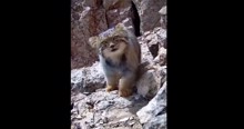 Rare Pallas’s cat spotted in northern Iran highlands in notable wildlife sightings  