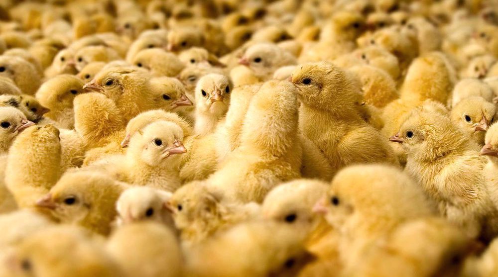 Iran’s new food security milestone: Chicken self-sufficiency