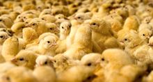 Iran’s new food security milestone: Chicken self-sufficiency