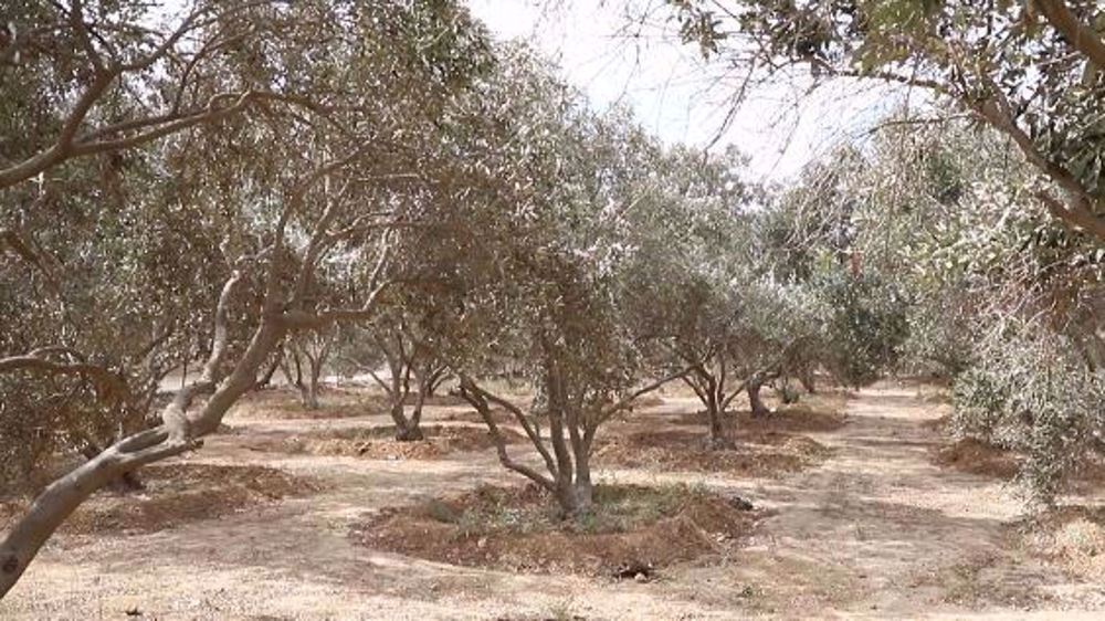 Israeli attacks, restrictions devastate Gaza’s olive industry