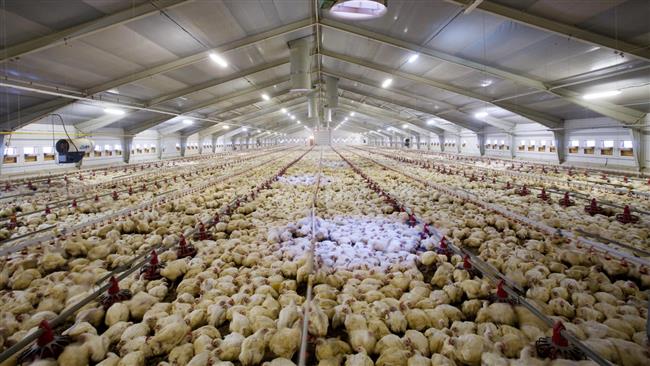 Czech Republic reports bird flu cases