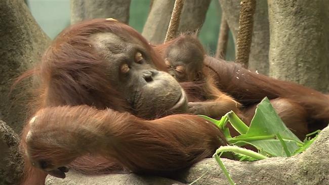 Endangered orangutan debuts at Chicago zoo
