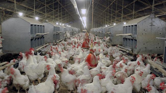 ‘Birds infected with flu seen in 15 Iran provinces’
