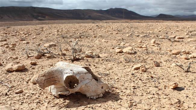 The human factors contributing to extinction