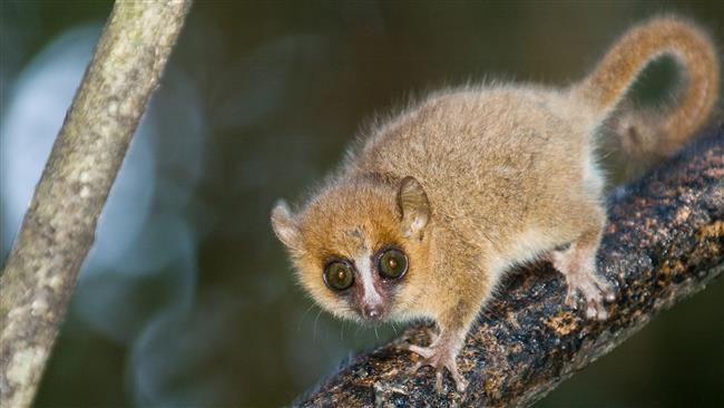 Mammals gave up night life only after dino doom 