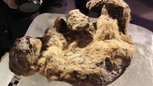 Ancient cave lion cub 