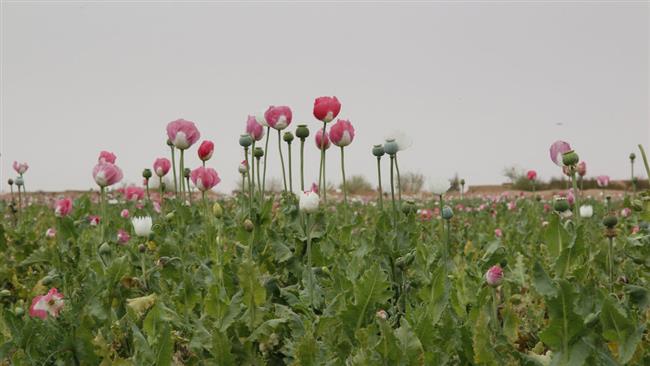 Afghanistan opium production