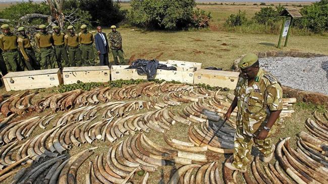 2 arrested with 167 rhino horns in South Africa haul 
