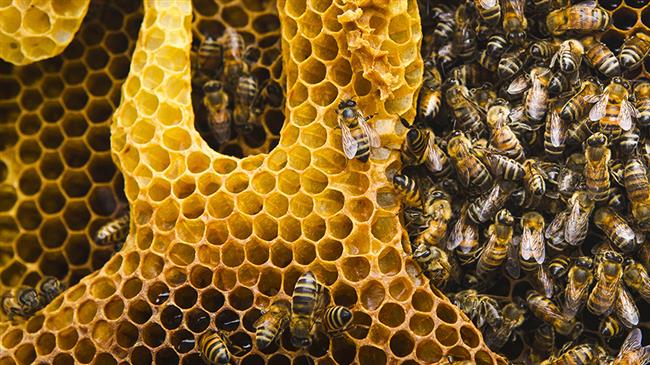 Stingers are part of Iran army to fight US sanctions 