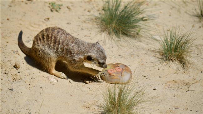 Frozen food for Paris zoo animals amid heat wave