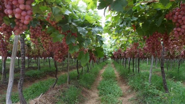 ‘Iran exports $2bn worth of agri-food products in five months’