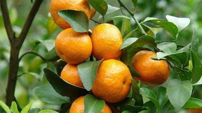 ‘Iran’s agri-food exports nearly $2.8bn in 7 months’