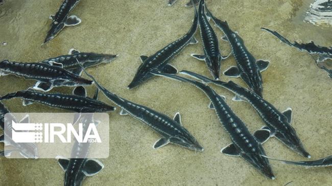 ‘Iran expanding caviar farming despite ban in Caspian’