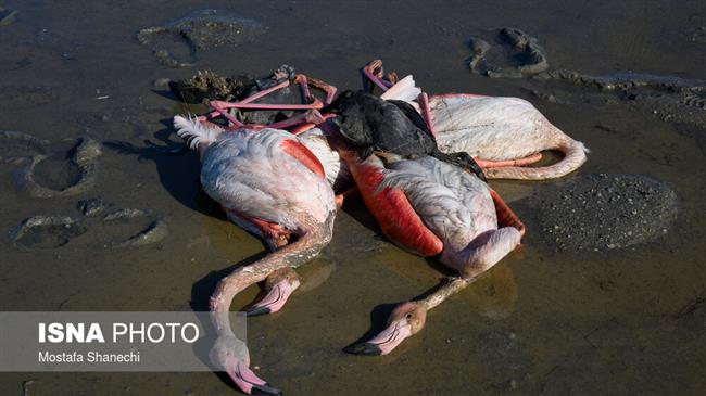 Iran blames botulism for death of migratory birds