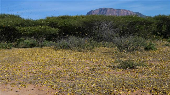Locust spread in East Africa risks food crisis: FAO
