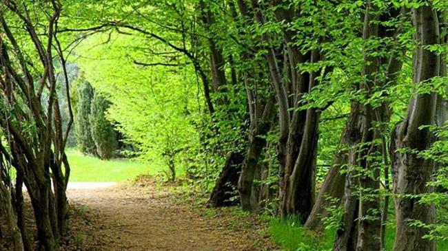 Hyrcanian forests and Naserkhosro street