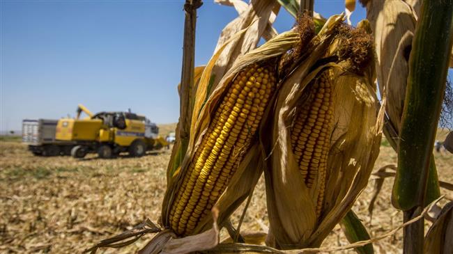 Europe's farmer crisis