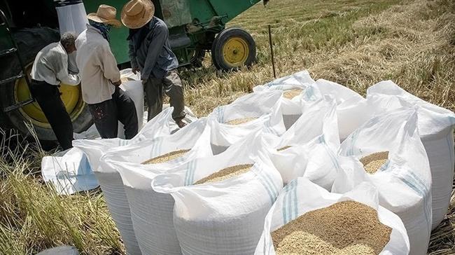 Iran rice output up 45% to meet domestic demand