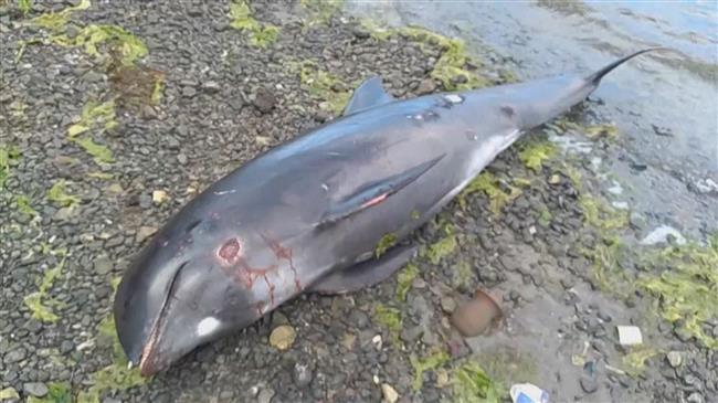 Dead dolphins wash up near Mauritius oil spill shipwreck site