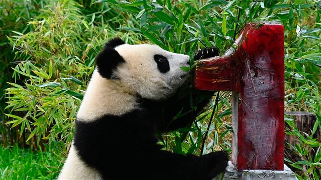 Berlin Panda twin cubs celebrate first birthday