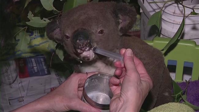 Mobile hospital for injured Australian wildlife hits the road