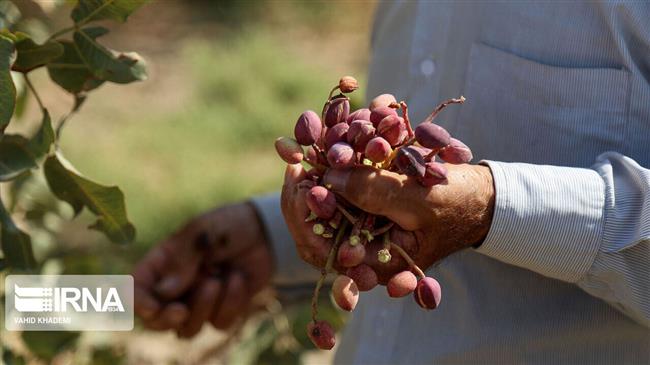 Iran’s pistachio exports double y/y in 3 months to December