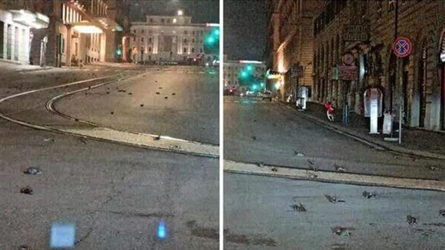 Eyewitness films hundreds of dead birds in Rome streets