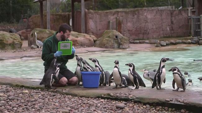 London zoo