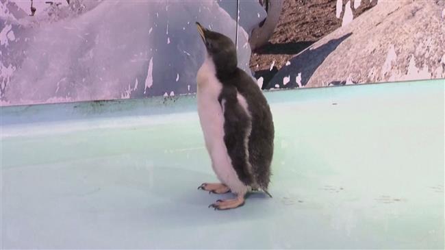 Mexico's zoo boats first locally-born Antarctic penguin