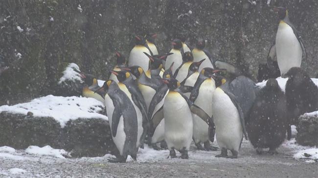 Zurich zoo forced into winter closure over virus pandemic 