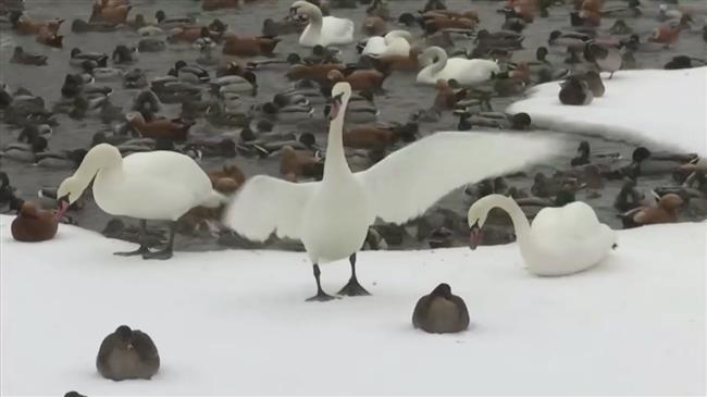 Moscow Zoo animals cozy up as blizzard hits city
