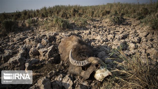 Flood irrigation caused water crisis in Iran’s Khuzestan: Report