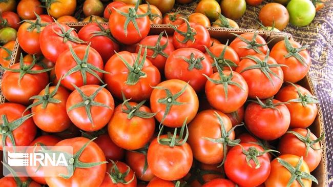 Iran’s agrifood exports up 9% in 4 months to July: IRICA